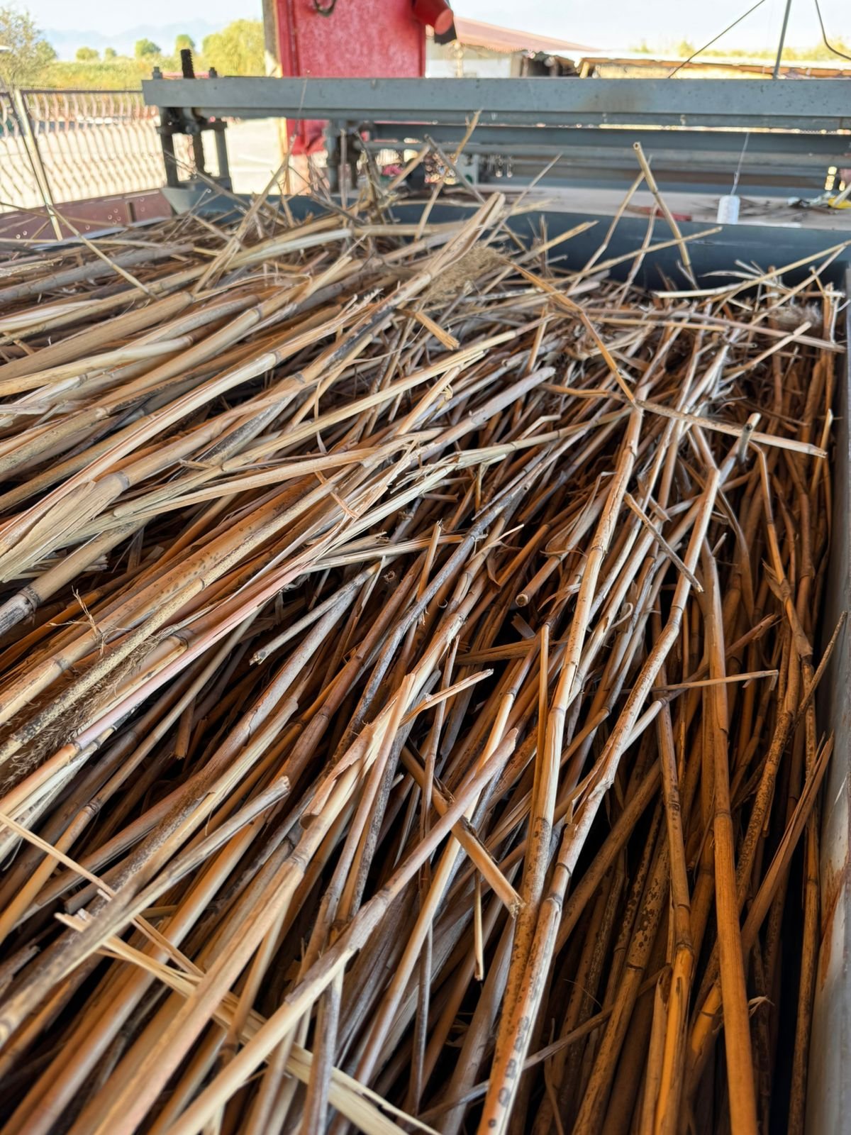 Natural reed for reed mat production